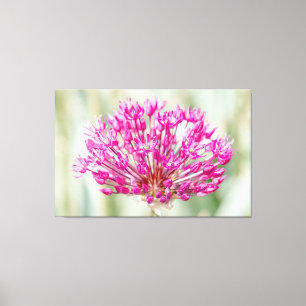 Onion Flower Canvas Print