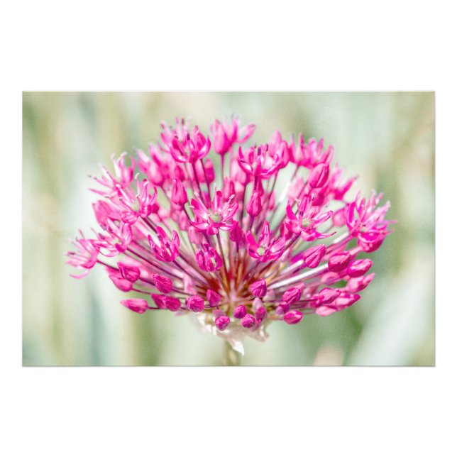 Onion Flower Photo Print (Front)