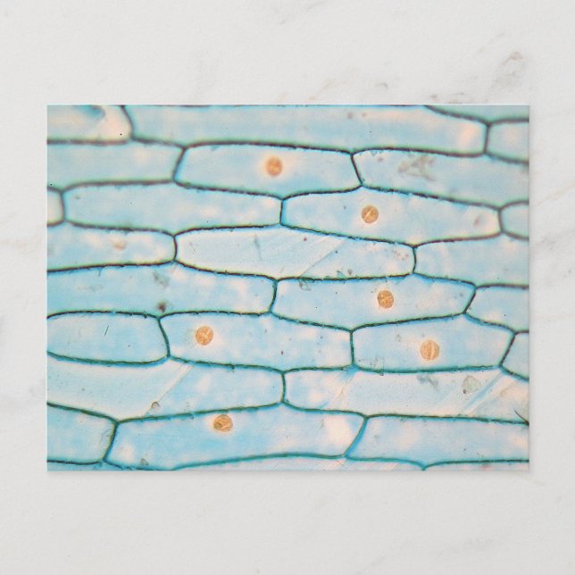 Onion under the microscope postcard (Front)