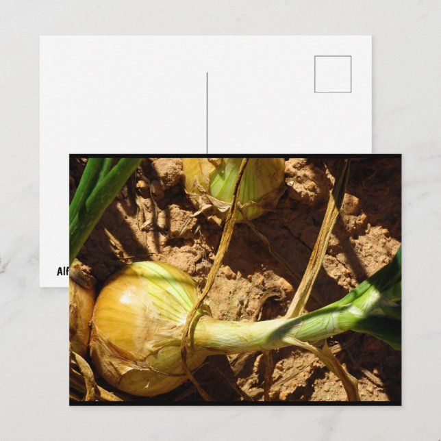 Onions at Harvest Postcard (Front/Back)