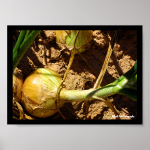 Onions at Harvest Poster