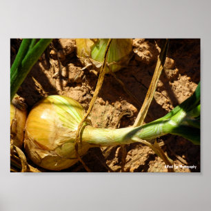 Onions at Harvest Poster