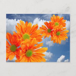 Only 3 Gerbera Daisy Blossoms + your text & ideas Postcard