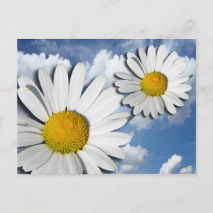 Only a Marguerite Blossom + your text & ideas Postcard