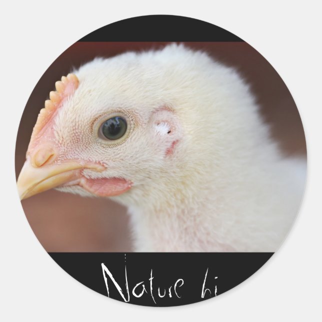 only chick classic round sticker (Front)