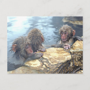 Onsen Monkeys Postcard