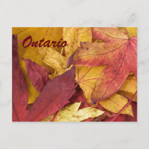 Ontario Autumn Leaves Postcard