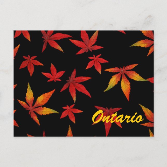 Ontario Autumn Leaves Postcard (Front)