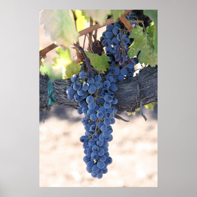 OnTheVine Poster (Front)