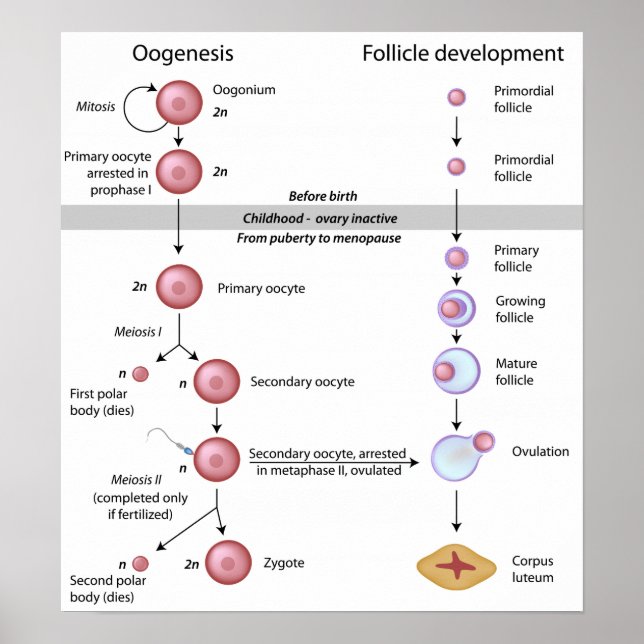Oogenesis Poster (Front)