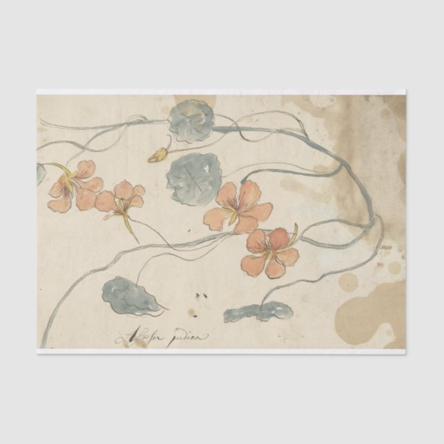 Oostindische Kers by Elias van Nijmegen Tissue Paper (Front)