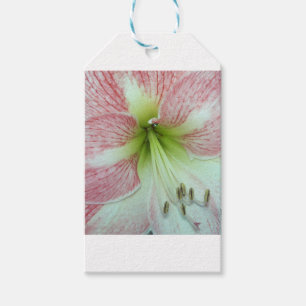 Open Amaryllis Apple Blossom Gift Tags