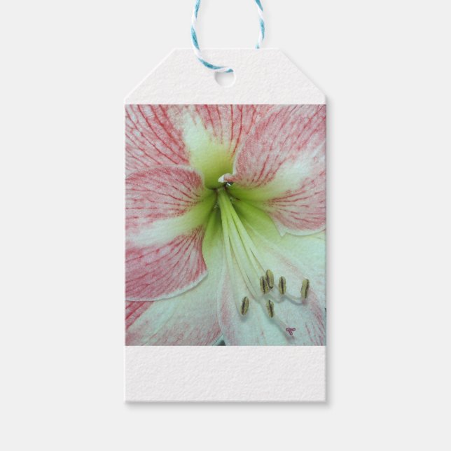 Open Amaryllis Apple Blossom Gift Tags (Front)
