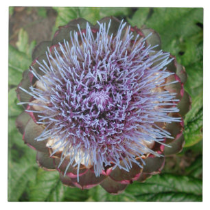 Open Artichoke Flower. Purple. Tile