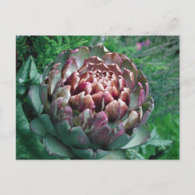 Open Artichoke Plant. Postcard (Front)