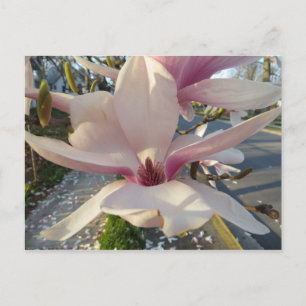 Open Magnolia Postcard
