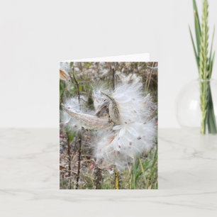Open Milkweed Pods   Seeds with Silk   Note Card