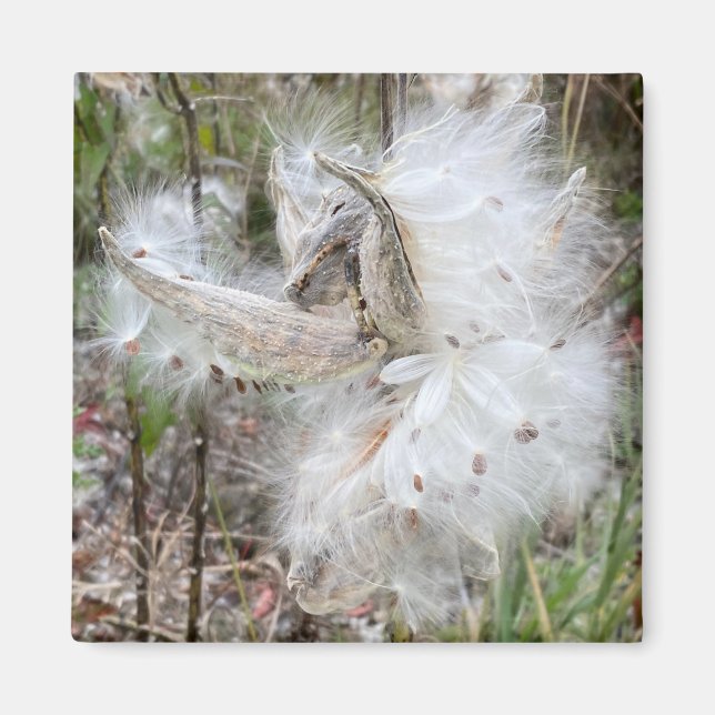 Open Milkweed Pods | Seeds with Silk | Office  Magnet (Front)