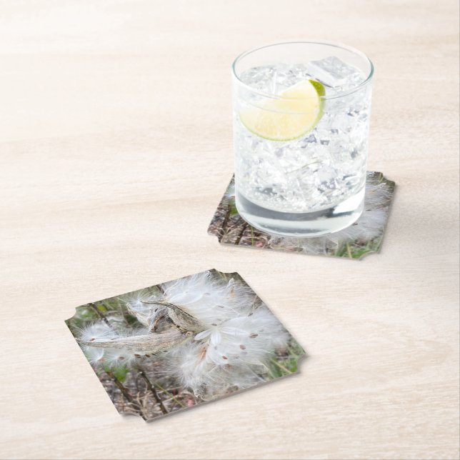 Open Milkweed Pods | Seeds with Silk | Paper Coaster (Insitu)