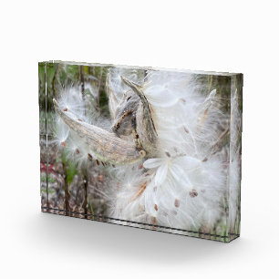 Open Milkweed Pods Seeds with Silk Photo Block