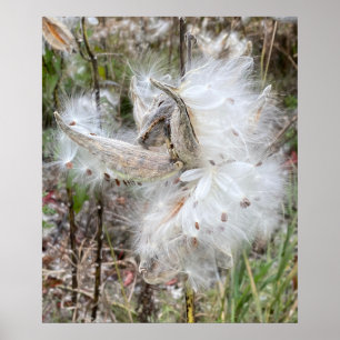 Open Milkweed Pods   Seeds with Silk   Poster