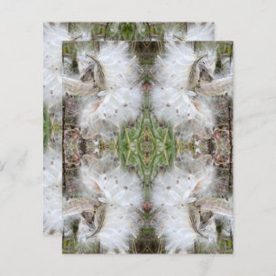 Open Milkweed Pods   Seeds with Silk   Scrapbook 