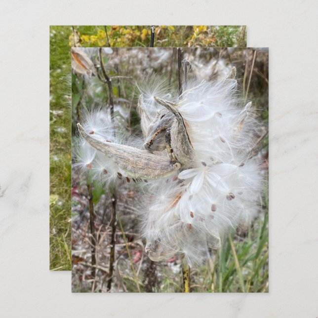 Open Milkweed Pods | Seeds with Silk | Scrapbook  (Front/Back)
