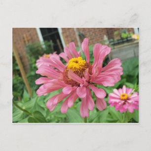 Open Pink Zinnia Postcard