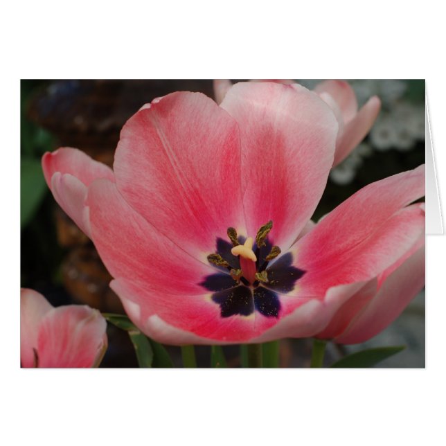 Open Tulip (Front Horizontal)