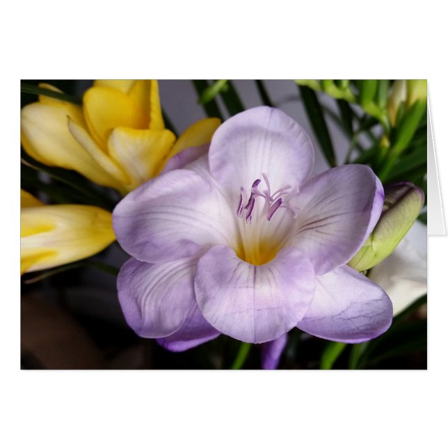 open violet freesia (Front Horizontal)