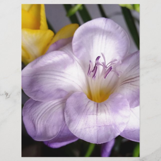 open violet freesia (Front)
