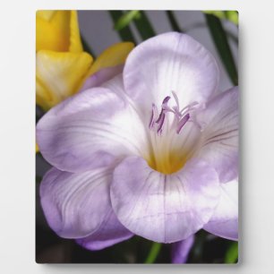 open violet freesia plaque