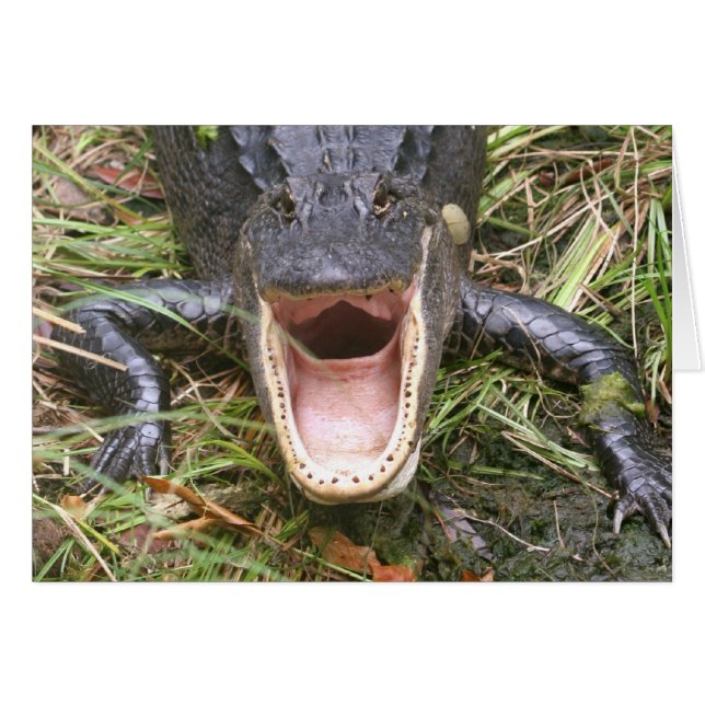 Open Wide! Florida Alligator (Front Horizontal)