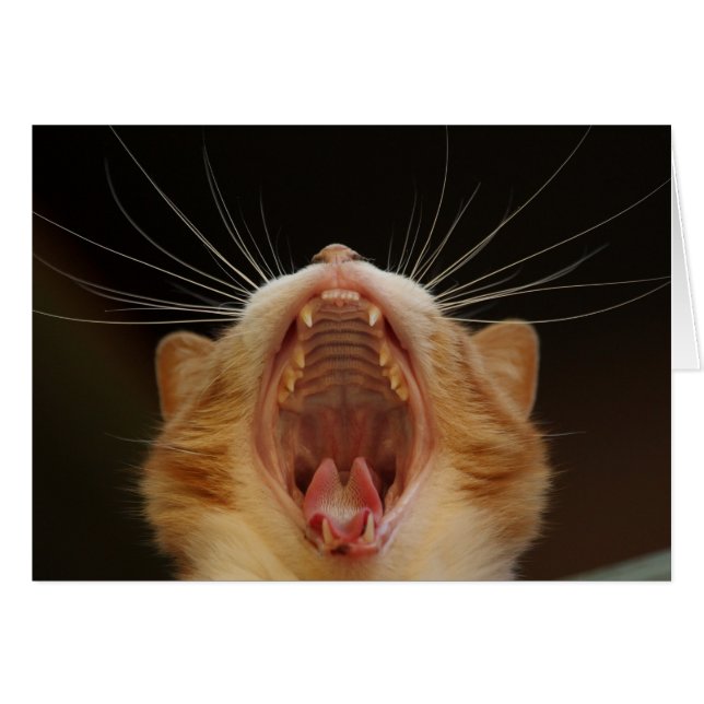 Open Wide Kitty Yawning (Front Horizontal)