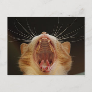 Open Wide Kitty Yawning Postcard