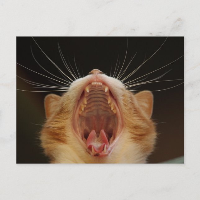 Open Wide Kitty Yawning Postcard (Front)