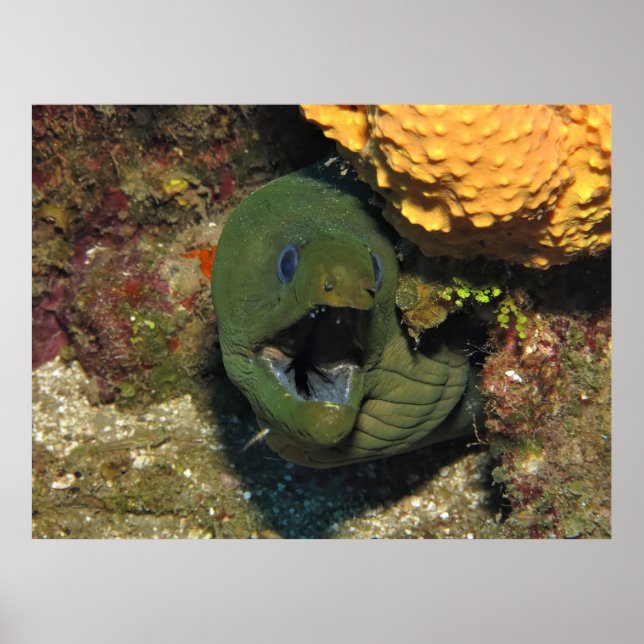 Open Wide! Poster (Front)