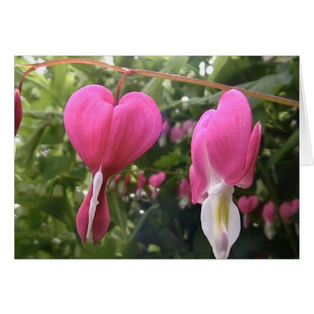 open your heart (Front Horizontal)