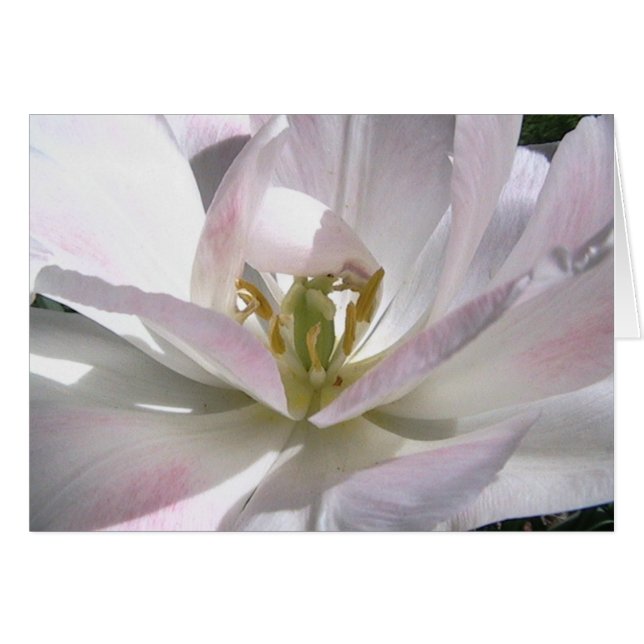 open your mind (Front Horizontal)