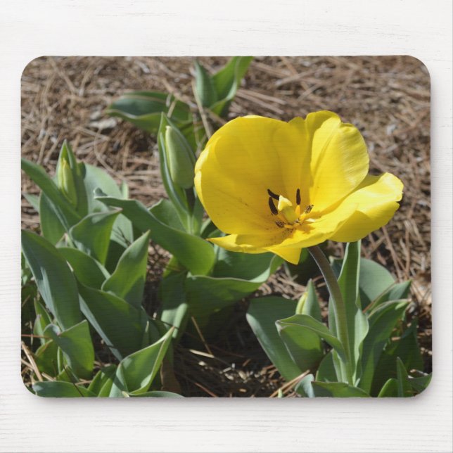 Opened Yellow Daffodil Mouse Mat (Front)