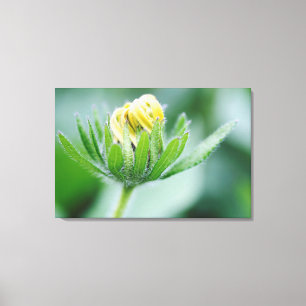Opening Flower Of Cone Flower Canvas Print
