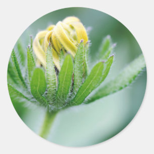 Opening Flower Of Cone Flower Classic Round Sticker