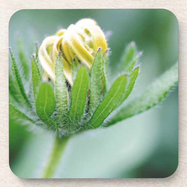 Opening Flower Of Cone Flower Coaster (Front)