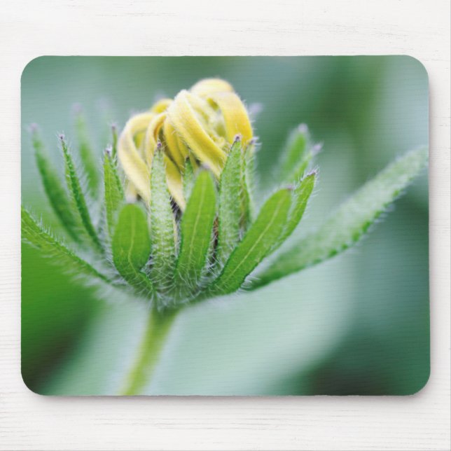 Opening Flower Of Cone Flower Mouse Mat (Front)