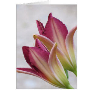 Opening Petals - Daylilies