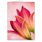 Opening Petals - Daylilies - Sangria