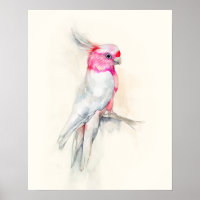 Opera Cockatoo