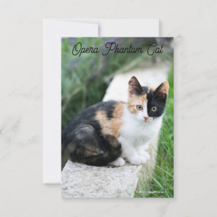 Opera Phantom Cat