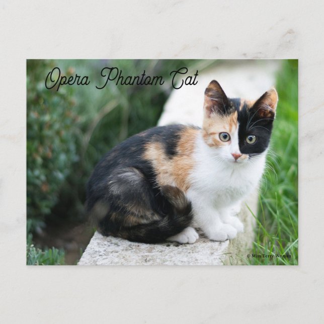 Opera Phantom Cat Invitation Postcard (Front)