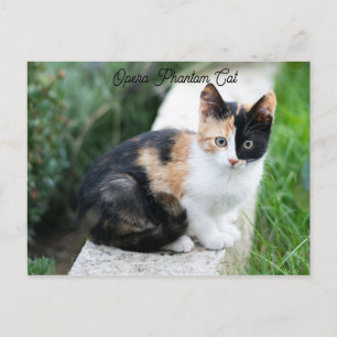 Opera Phantom Cat Postcard
